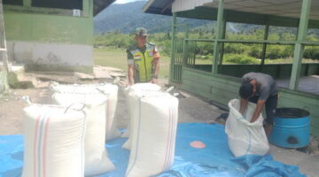 Babinsa Koramil Pining Bantu Petani Giling Jagung